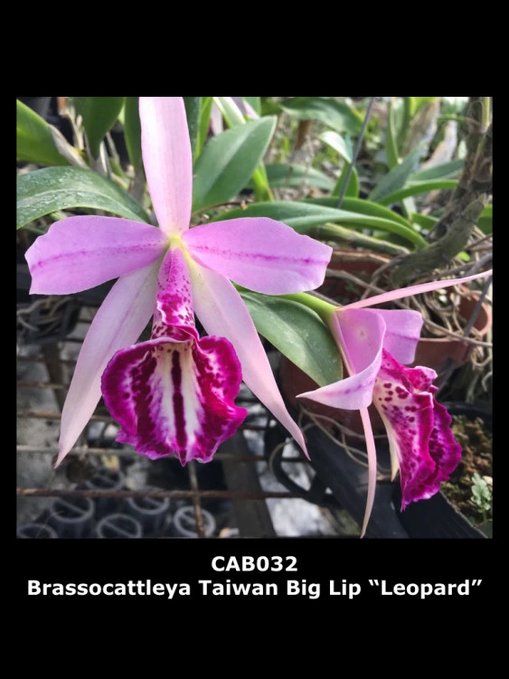 CAB032 Brassocattleya Taiwan Big Lip ‘Leopard'