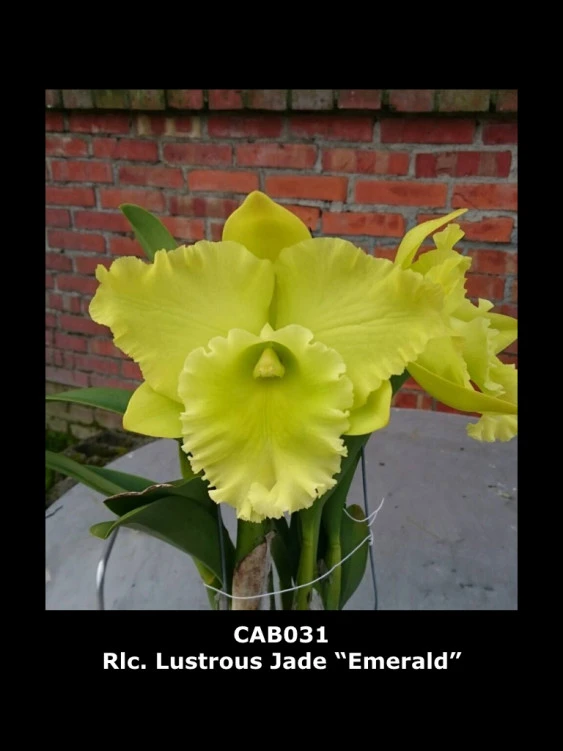 CAB031 Rlc.Lustrous Jade ‘Emerald’