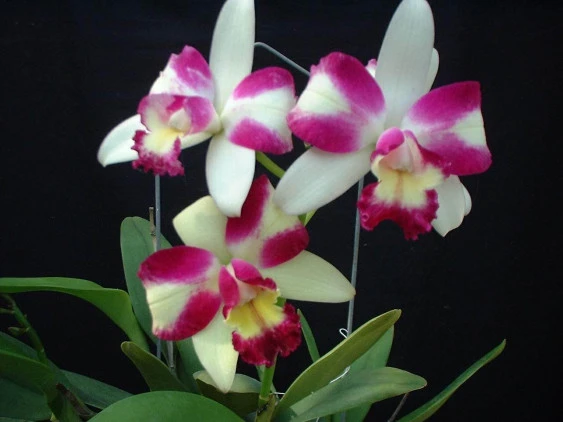 CAB030 Blc. Haw Yuan Beauty 