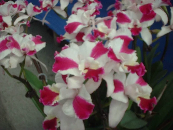 CAB029 Lc. Purple Cascade 