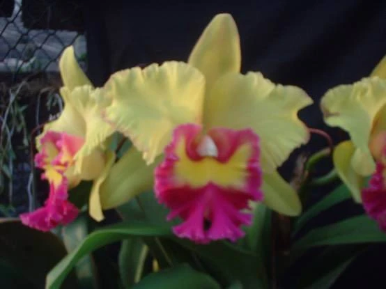 CAB028 Blc.Young Kong 