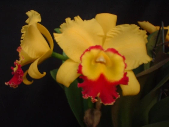 CAB027 Blc.Chyong Guu Chaffinch 