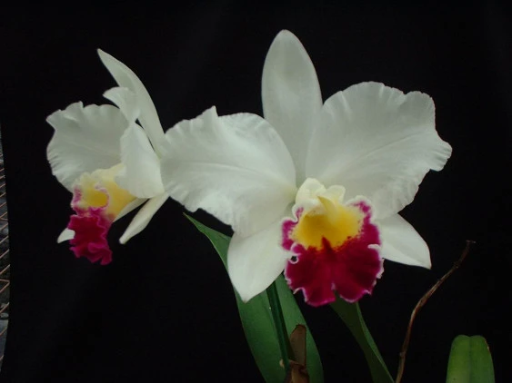 CAB026 Blc.Hsinging Catherine 