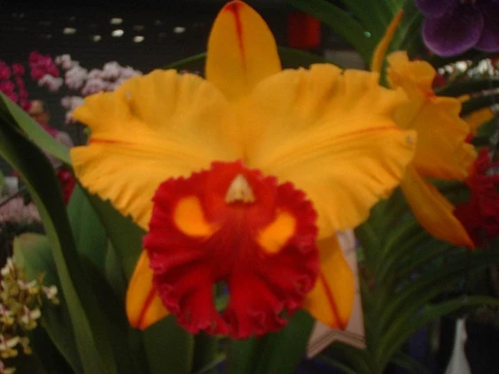 CAB024 Blc. Tainan Gold 
