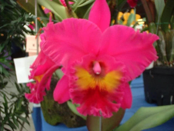 CAB021 Blc. King of Taiwan 