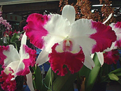 CAB019 Lc.White Spark