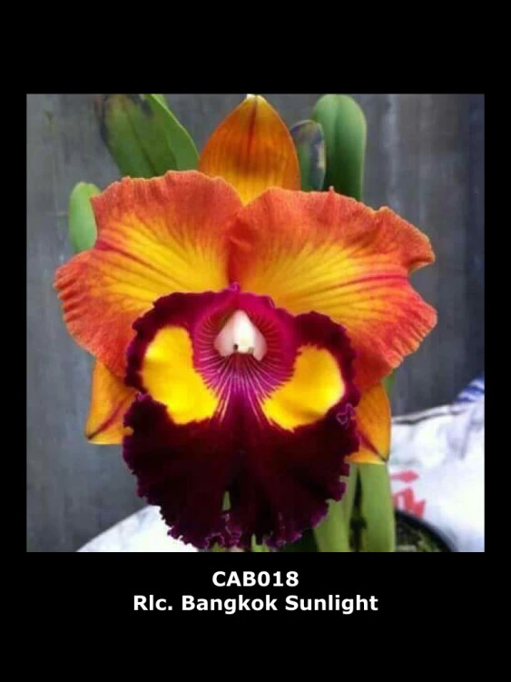 CAB018.Rlc.Bangkok Sunlight