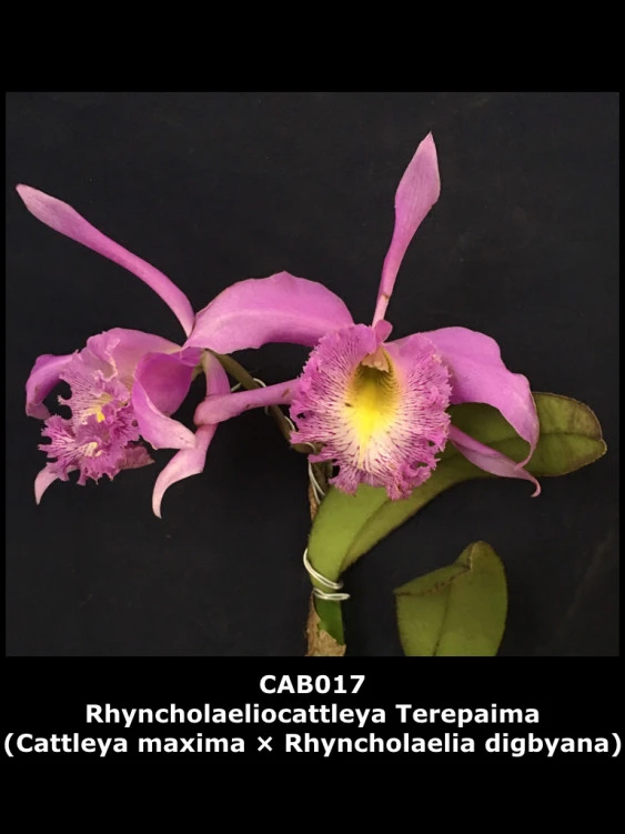 CAB017 Rhyncholaeliocattleya Terepaima