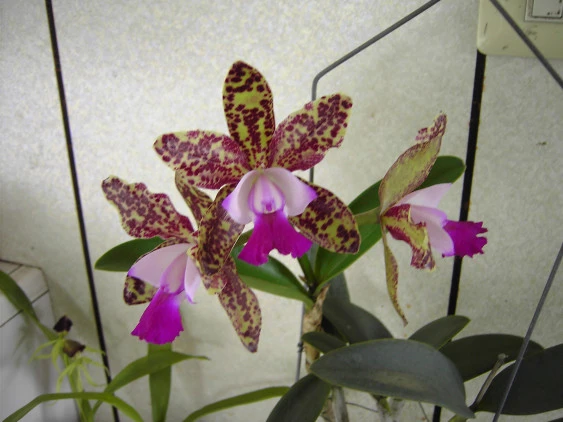 CAB015 C. Green Emerald Orchid Queen