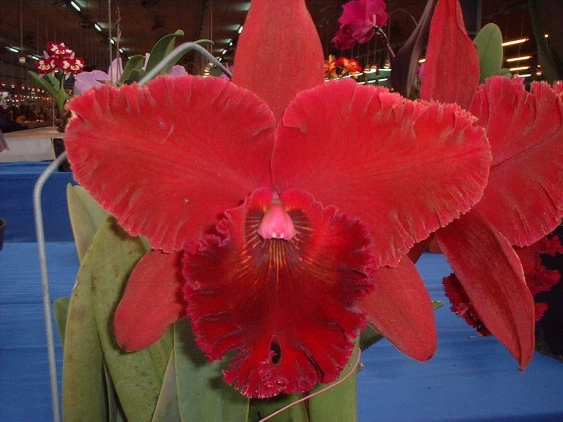 CAB013 Blc. Chia Lin