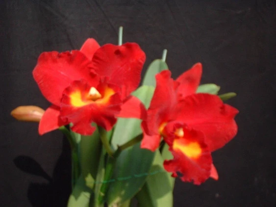 CAB011 C. walkerinter (C. walkeriana x C. intermedia)