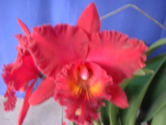 CAB009 Blc. Chia Lin 