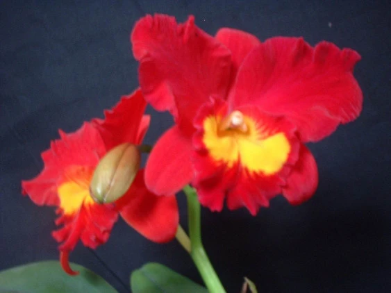 CAB008 Slc.Wendys Valentine AM/AOS