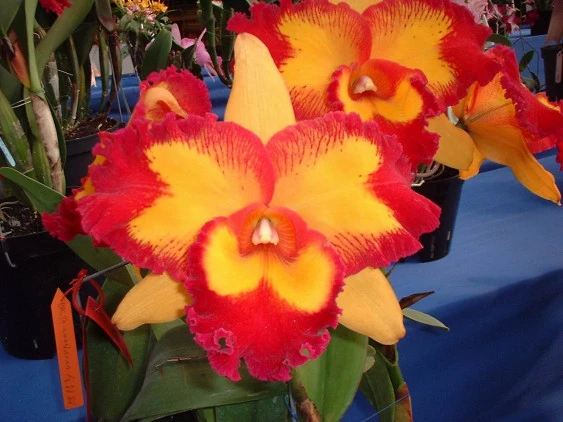 CAB007 Blc. Taiwan Queen 