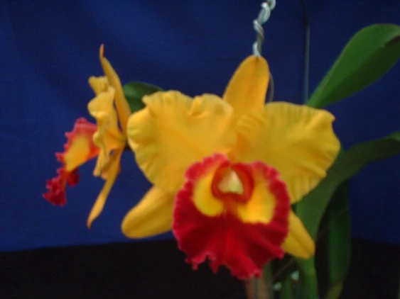 CAB006 Blc. Chunyeah AM/OSROC