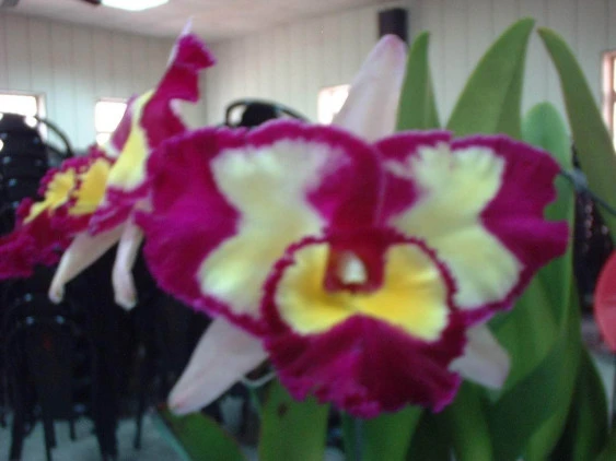 CAB002 Blc.Chinese Beauty