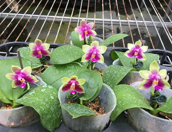 YC133 (Phal.violacea x Phal.tetraspsis) x Phal.Ld's Bear Queen (86)
