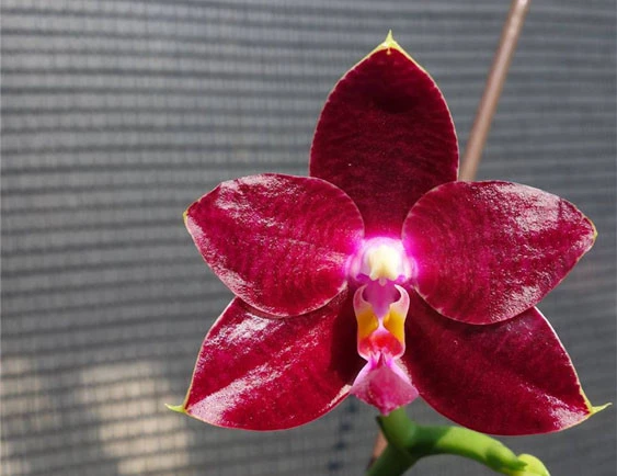 YC132 Phal.Fusheng's Super Mam’Mituo’