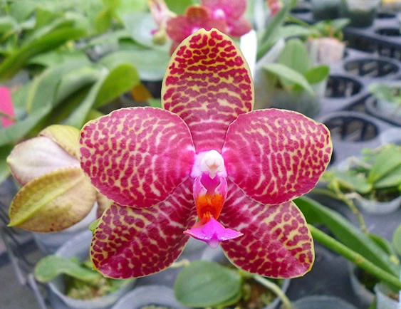 YC131 Phal.Perfection is 'Chen' FCC/ AOS