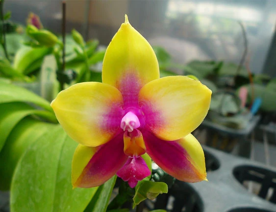 YC130 Phal.Ld's Bear Queen '422'