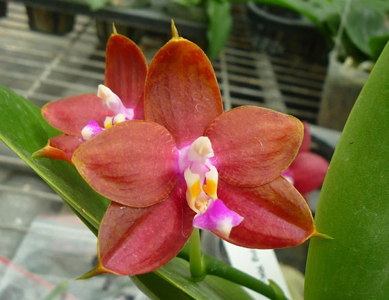 YC129 Phal.Ld's Bear King ‘RK-4’