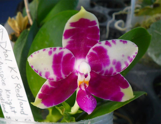 YC128 Phal.KS Redland Spots