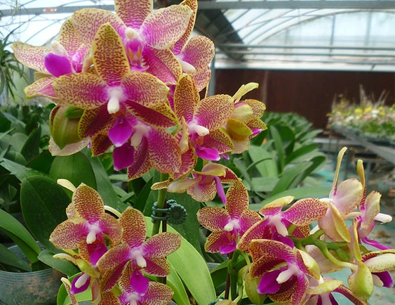 YC127 Phal.I-Hsin 945