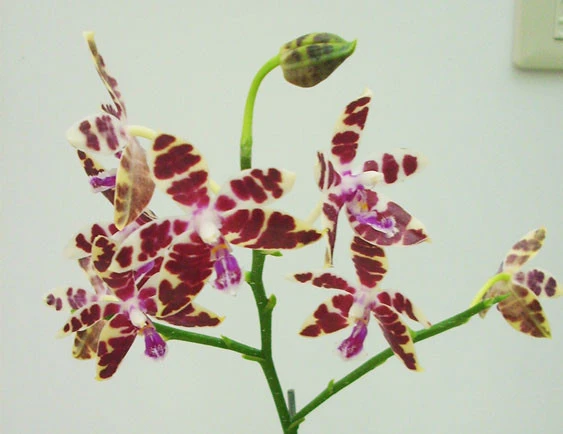 YC126 Phal.Corie