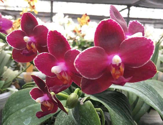 YC125 (Phal.Haur Jih Fance x Phal.Ld’s Bear King)