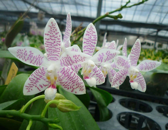 YC124 (Phal.amabilis x Phal.tetraspis C#1) 'YC'