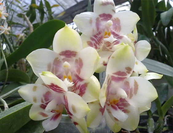 YC123 Phal.Yaphon Gelacea 'YC' (Phal.Yaphon Gelblitz x Phal.Chang Maw Jade)