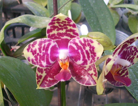 YC122 Phal.Sogo Lobby