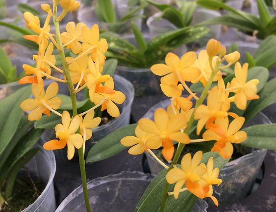 YC121 (Dor.pulcherrima x Ascoccentrum miniatum) 'YC' yellow