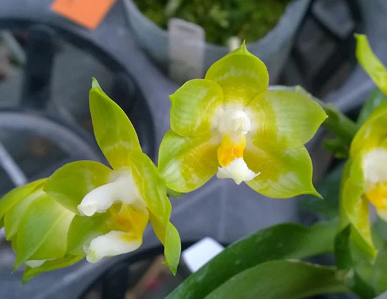 YC120 Phal Joy Spring Canary 
