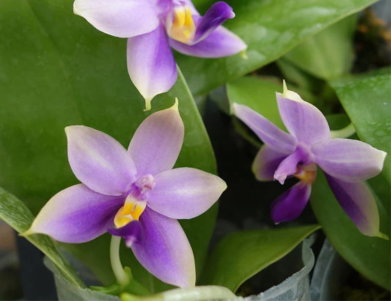 YC119 P.Bellina Blue x P. violacea indigo