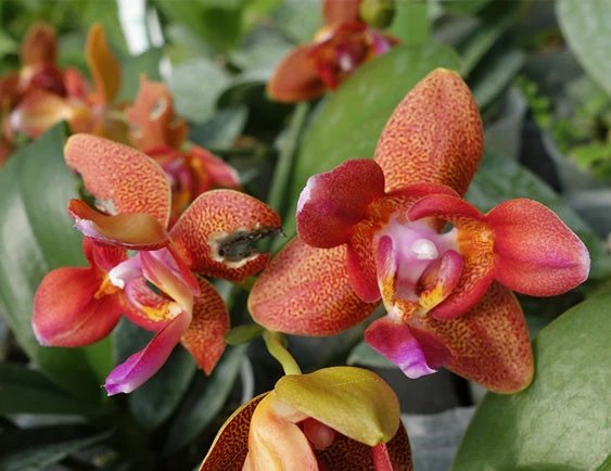 YC118 Phal.Tying Shin Cupid 