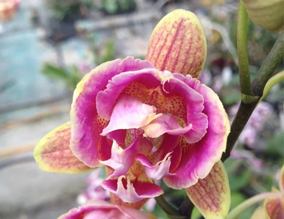 YC117 Phal.I-Hsin purple girl 