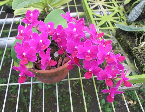 YC114 Dtps.Queen Bear “Red Sky” x Dtps. Sogo Berry