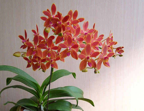 YC113 Phal.equestris x Renanthera. storiei