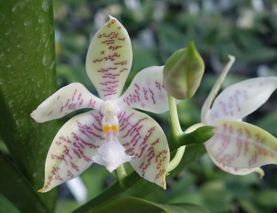 YC112 Phalaenopsis hieroglyphica