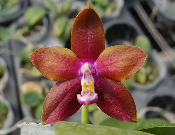 YC111 Phal.Dragon Tree Eagle