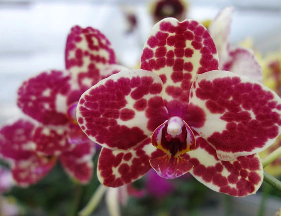 YC110 Phal.I-Hsin Adzuki Bean