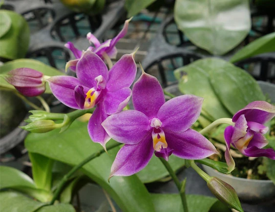 YC109 P.Su An Super Star x P.violacea ingido