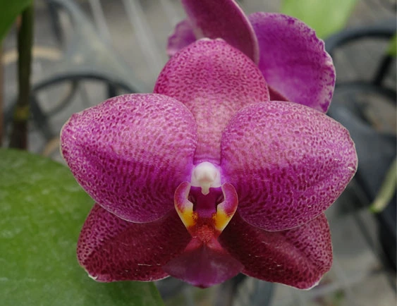 YC108 Phal.Sogo Rose 