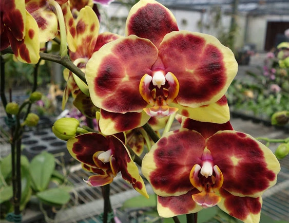YC107 Phal.I-Hsin Pudding Puppy