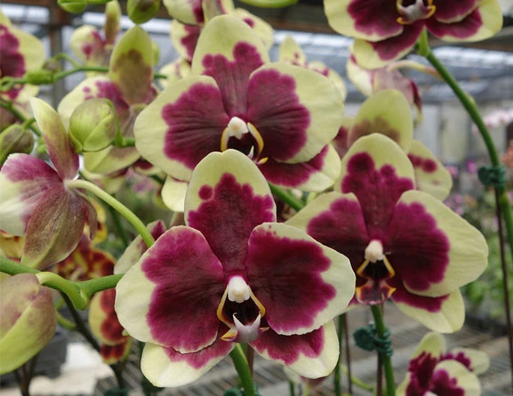 YC106 Phal.I-Hsin Circus