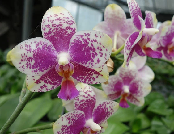 YC105 Phal.Sogo Cock 