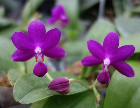 YC102 Dtps.Purple Martin ‘4N’ x P. violacea indigo