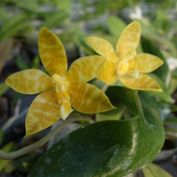 YC101 Phal.Mambo x Phal.Princess Kaiulani