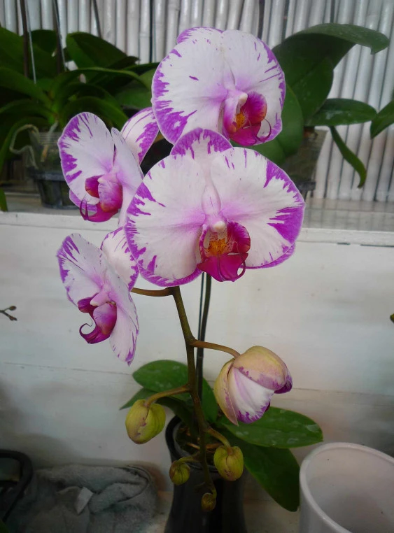 YC100 Dtps.Champion Lighting 